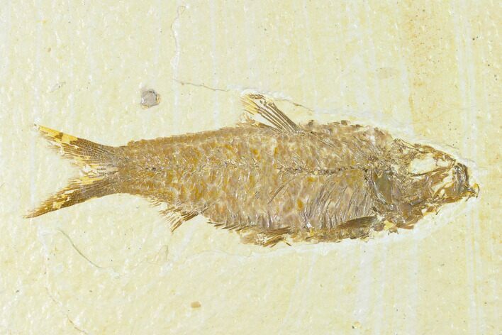 Fossil Fish (Knightia) - Wyoming #144200